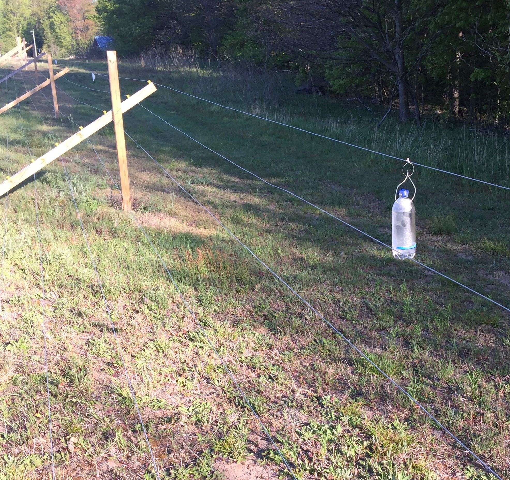 Black stem borer trap.